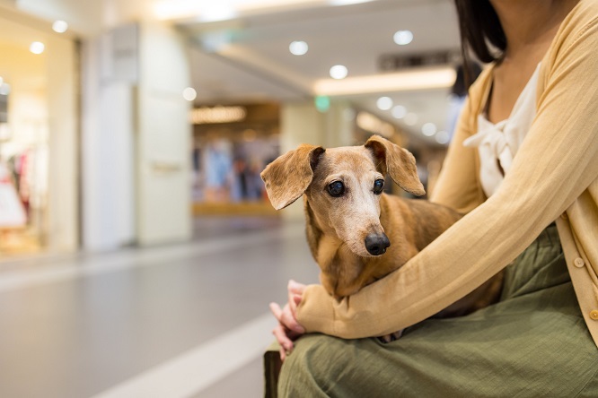 Centro Traki Cabudare ¡Un éxito jornada médica veterinaria en pro de las mascotas! - FOTO