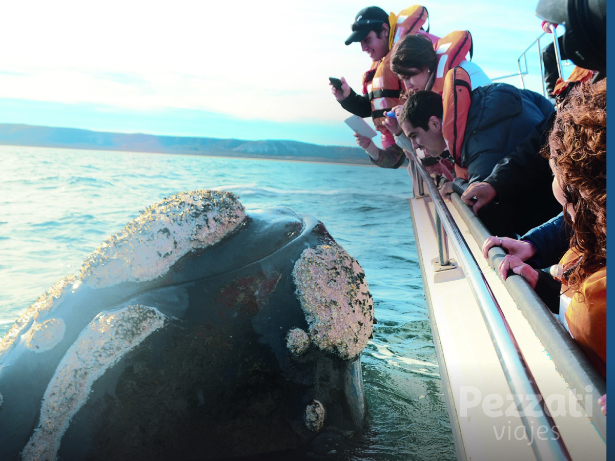 Temporada de ballenas en Puerto Madryn