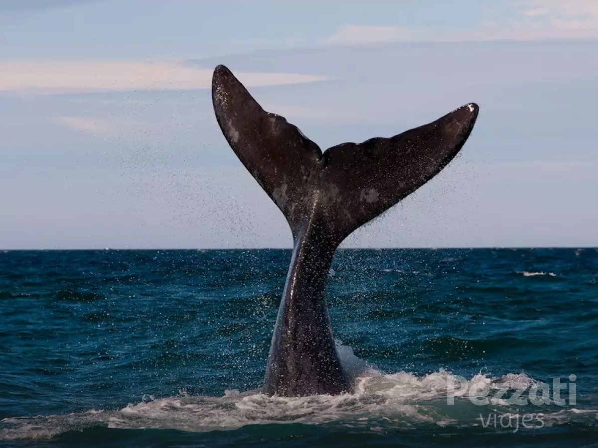 Viajá a Puerto Madryn y recorré la Península Valdés